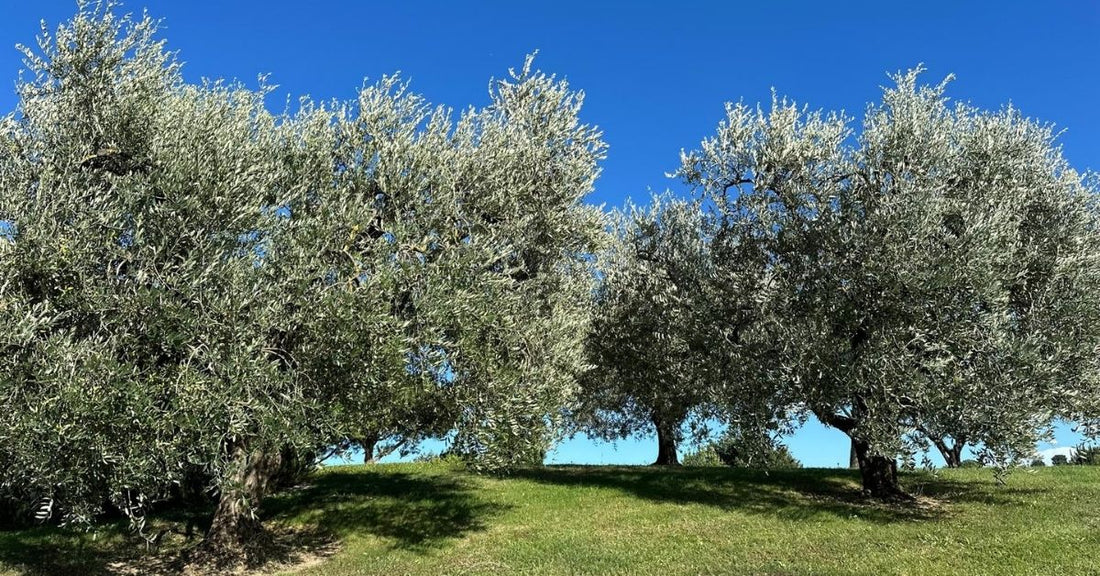 Wie wird Olivenöl hergestellt? Vom Baum bis in die Flasche!