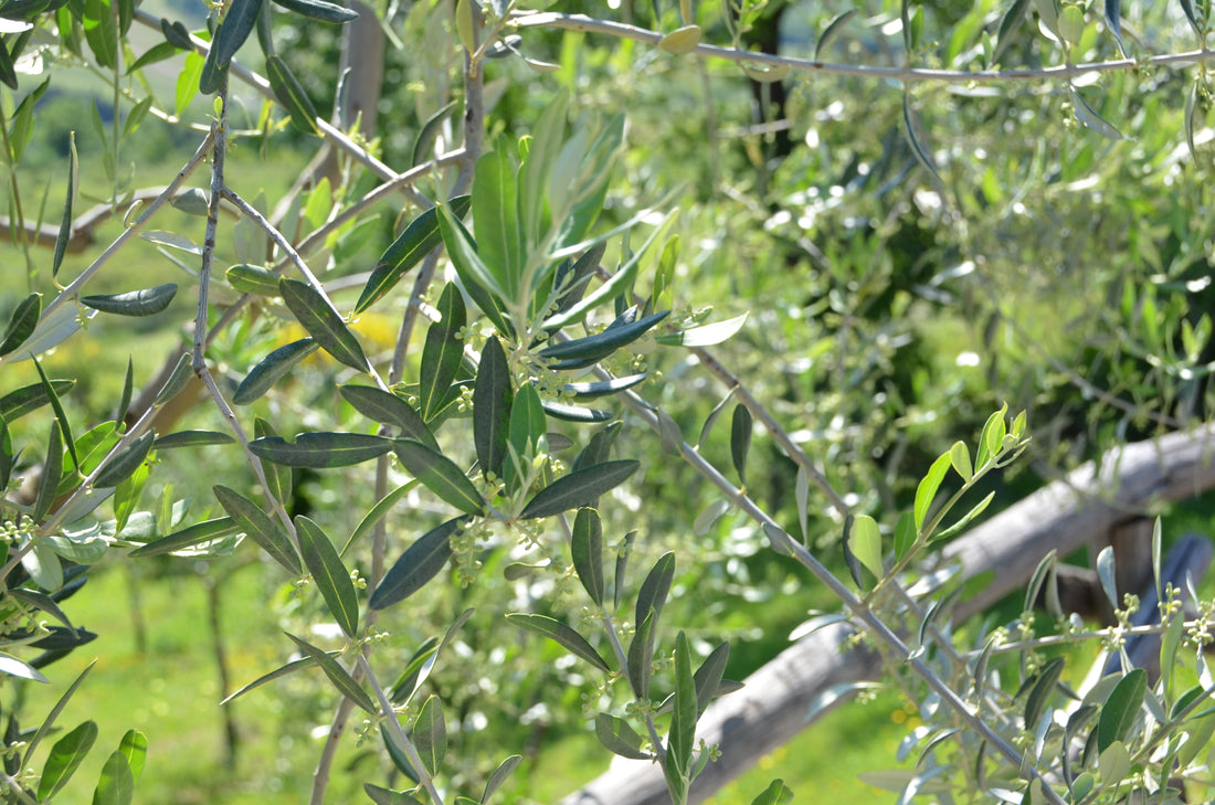 Olivenöl – die „Medizin des Alltags“!