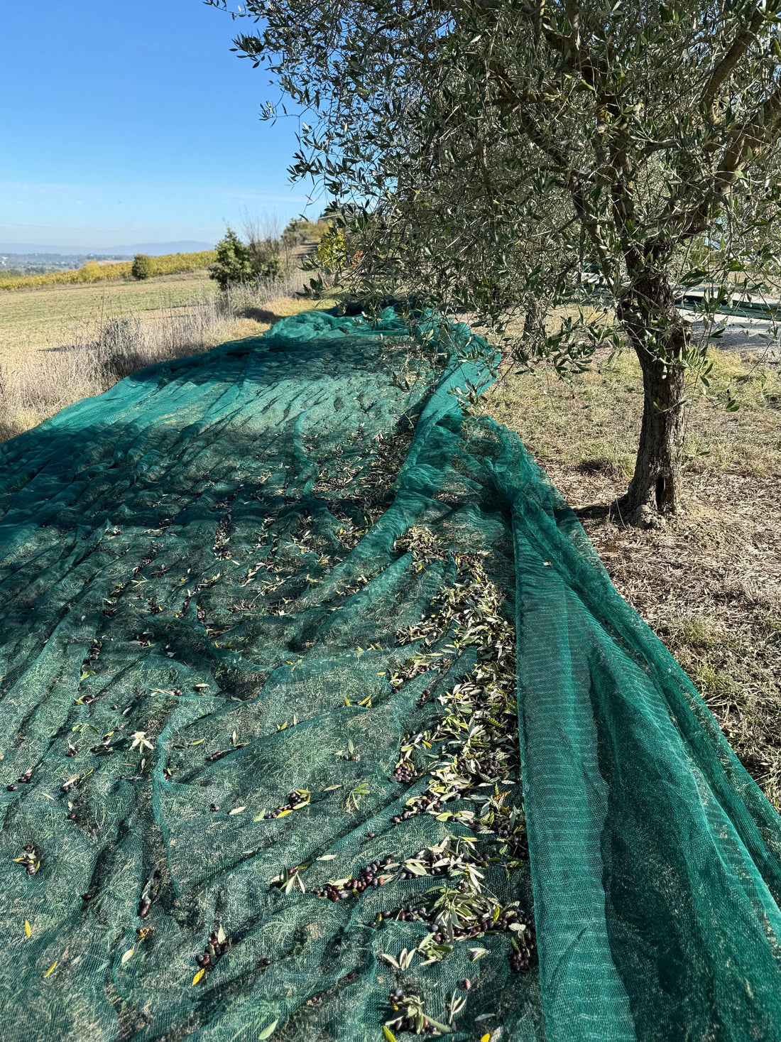 Erntezeit bei Oro Interrato - frisches extra virgin Olivenöl aus der Toskana!